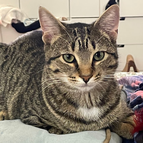 Meet your Posher, Amelia - Picture 1 of 1